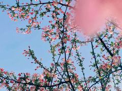 -海棠花溪(元大都城垣遗址公园)