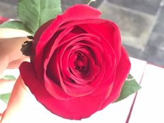 -长藤鬼校(龙翔店)