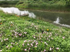 -洋湖国家湿地公园