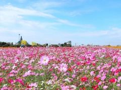-荷兰花海