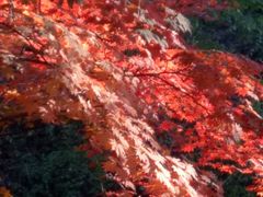 -天女山森林公园