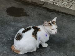 -清平路水族市场