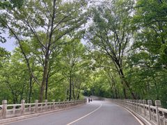-灵谷景区