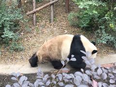 -成都大熊猫繁育研究基地