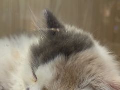 -屋虎猫馆(宝安大仟里店)