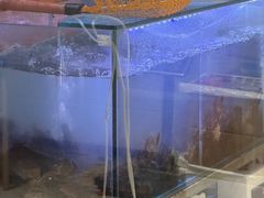 -老班长·小龙虾·鲜货烧烤大排档(金街美地店)