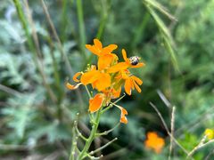 -白草畔自然风景区