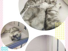 -喵的天空名猫咖啡馆·撸猫·猫舍·用品