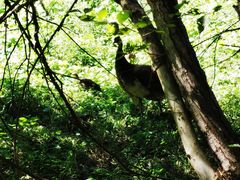 -北京麋鹿生态实验中心