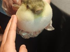 -肆月河豚·淮扬菜·湘菜(华天店)
