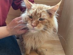-猫腻·猫咖·撸猫馆(星光大道店)