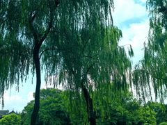 -柳浪闻莺公园