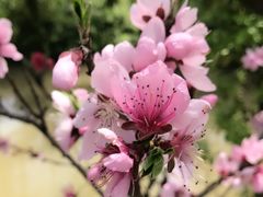 -南汇桃花村