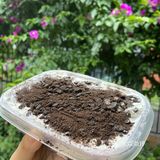 芋泥奶酪砖温州也有了！就馋这一口