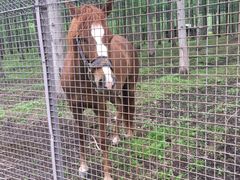 -黄海国家森林公园