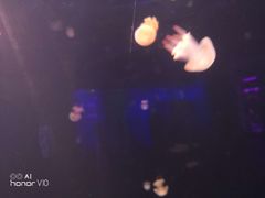 -临沂极地海洋王国