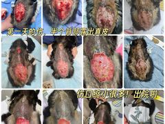 -谐和益家动物医院·免疫绝育·血液透析·宠保定点医院(高新伊藤分院)