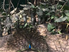 -深圳野生动物园