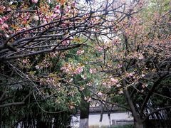 -西安青龙寺遗址景区