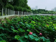 -后襄河公园