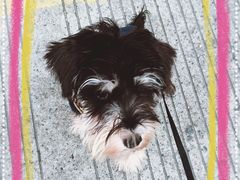-PETKIT小佩宠物(古北店)