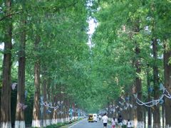 -黄海国家森林公园