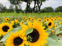 -长白岛森林公园