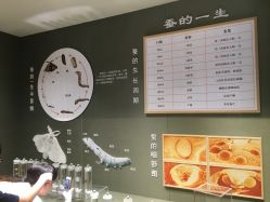 -太湖雪蚕桑文化园