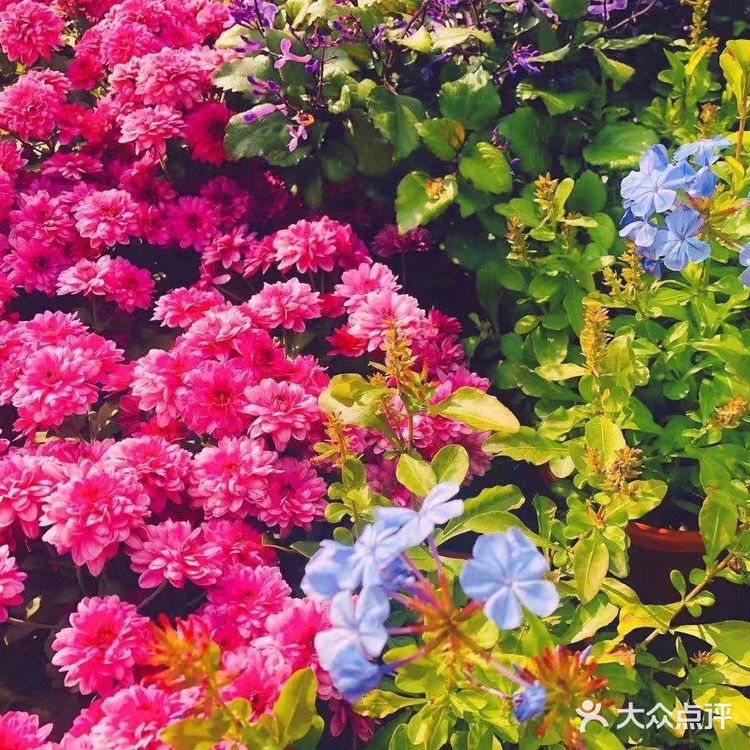 2020苏州震泽打卡 | 苏小花94