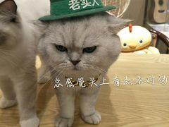 -绒爪撸猫下午茶·猫咖