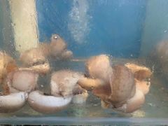 -黑胡子海盗主题餐厅海鲜烧烤