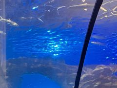 -太平洋海底世界