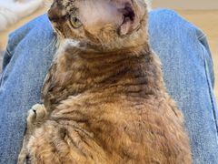 -有喵·猫咖·狗咖·40+猫狗有小奶狗(岗厦店)