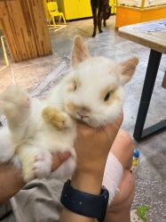 -神奇动物撸宠馆·羊驼·小浣熊·异宠(豫园店)