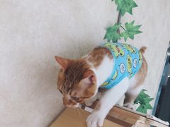-宠爱国际动物医院· 猫科· 外科·中兽医(长白店)