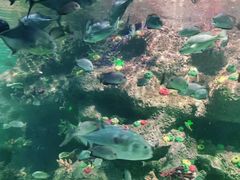 -沙沙哗啦海洋馆(华宇百花谷店)