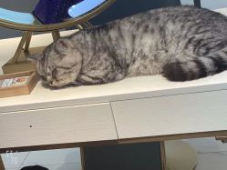 -飞梵造型