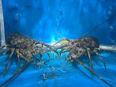 -红花铁板烧(古羊路店)