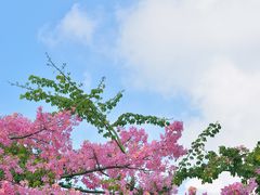 -莲花山公园