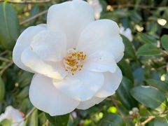 -EG Waterhouse Camellia Gardens Sutherland Shire