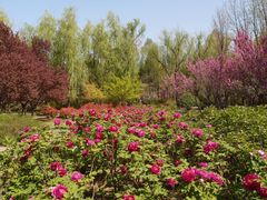 -洛阳市隋唐城遗址植物园