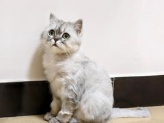 -爱洗澡的猫(天河路店)