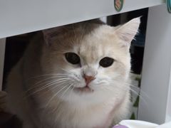 -三花喵·撸猫购宠·宠物生活馆(虹桥南丰城店)