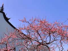 -红梅公园