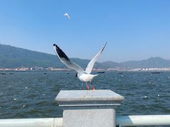 -海埂大坝