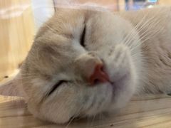 -屋虎猫馆(宝安大仟里店)
