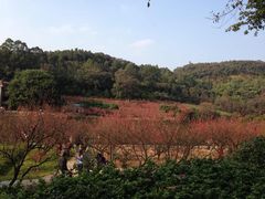 -南国桃园旅游度假区