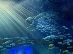 -海合安武汉极地海洋公园