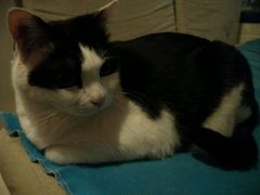 android_upload_pic-Anne猫窝咖啡屋
