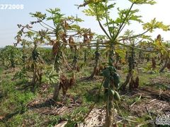 盈香-盈香心动乐园